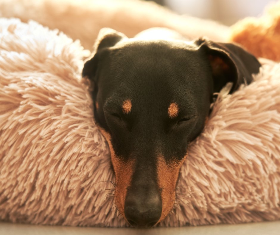 Recommended Dog Crate Mats and Beds - zooneepet.com