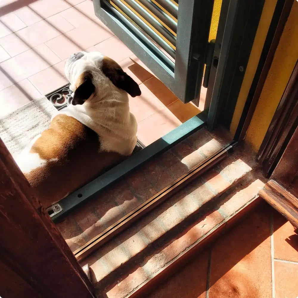 dog sitting at the door looking outside