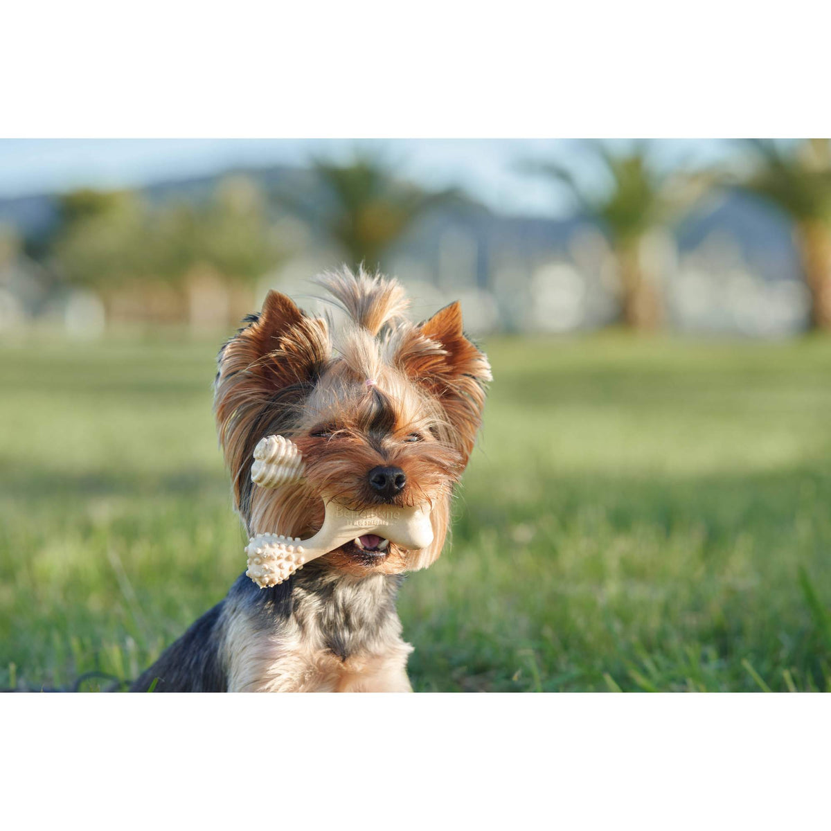 BetterBone Hard Density - Tough, SUPER Durable All - Natural, Dog Chews - For Aggressive Chewers. - zooneepet.com