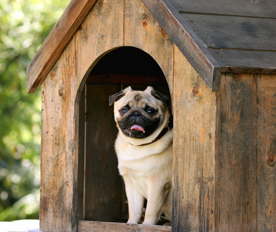 9 Easy Steps On How To Safely Clean a Dog Kennel