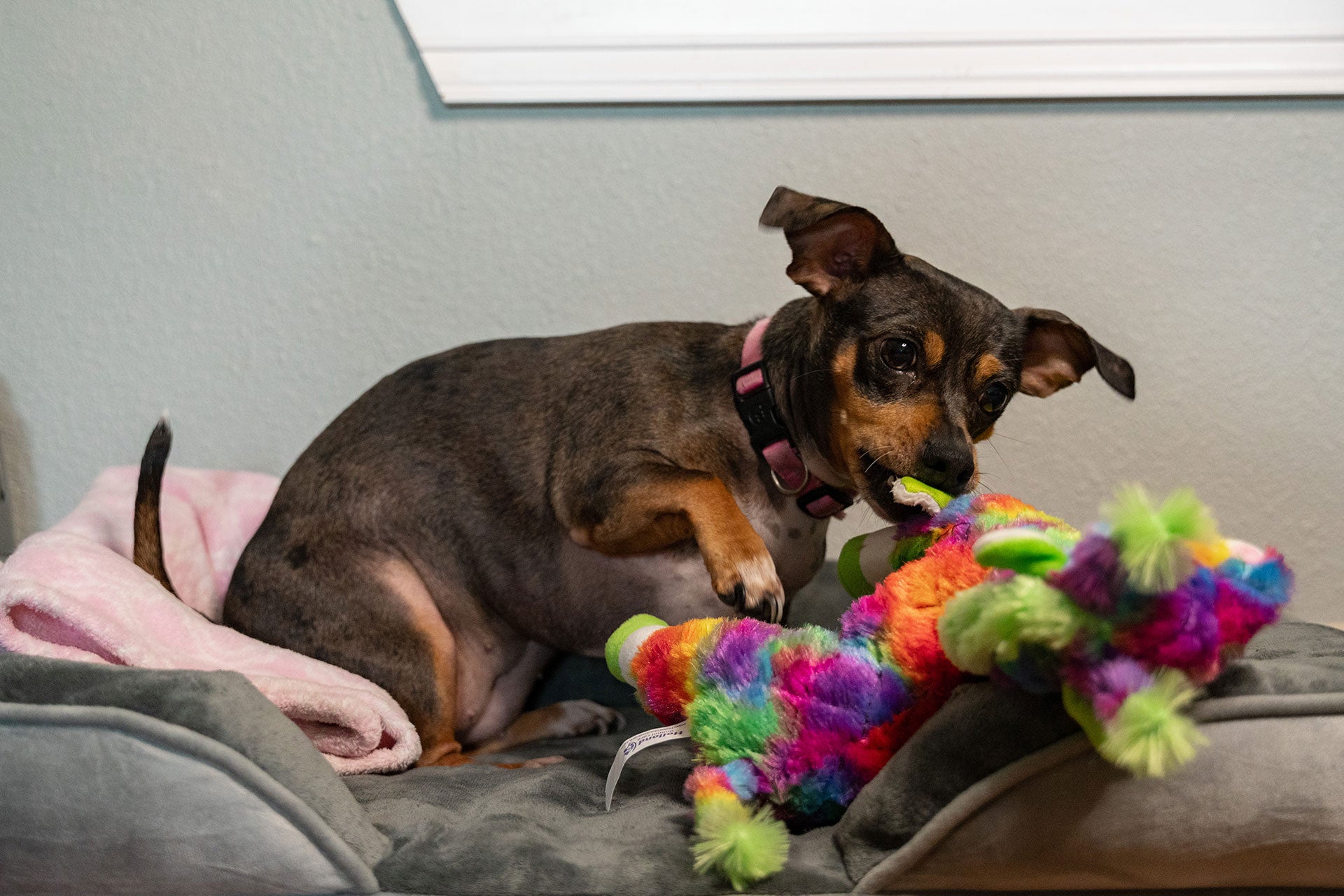 A dachshund mix playing with a FantaZoo dog toy to keep her occupied from chewing furniture and other things.