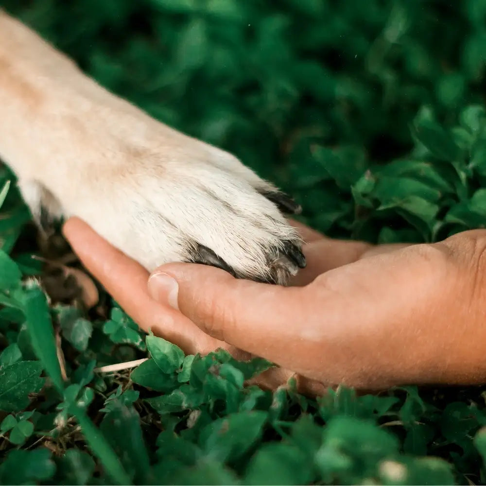human paw holding dog paw over bed of green plants