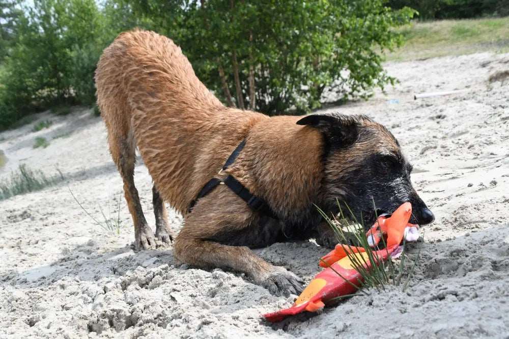 Hozie’s Trixy Trumpet Squeaky Dog Toy - zooneepet.com