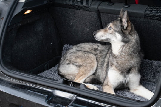 dog sitting in suv trunk on drying towel