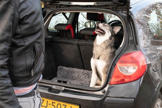 dog sitting in back of car