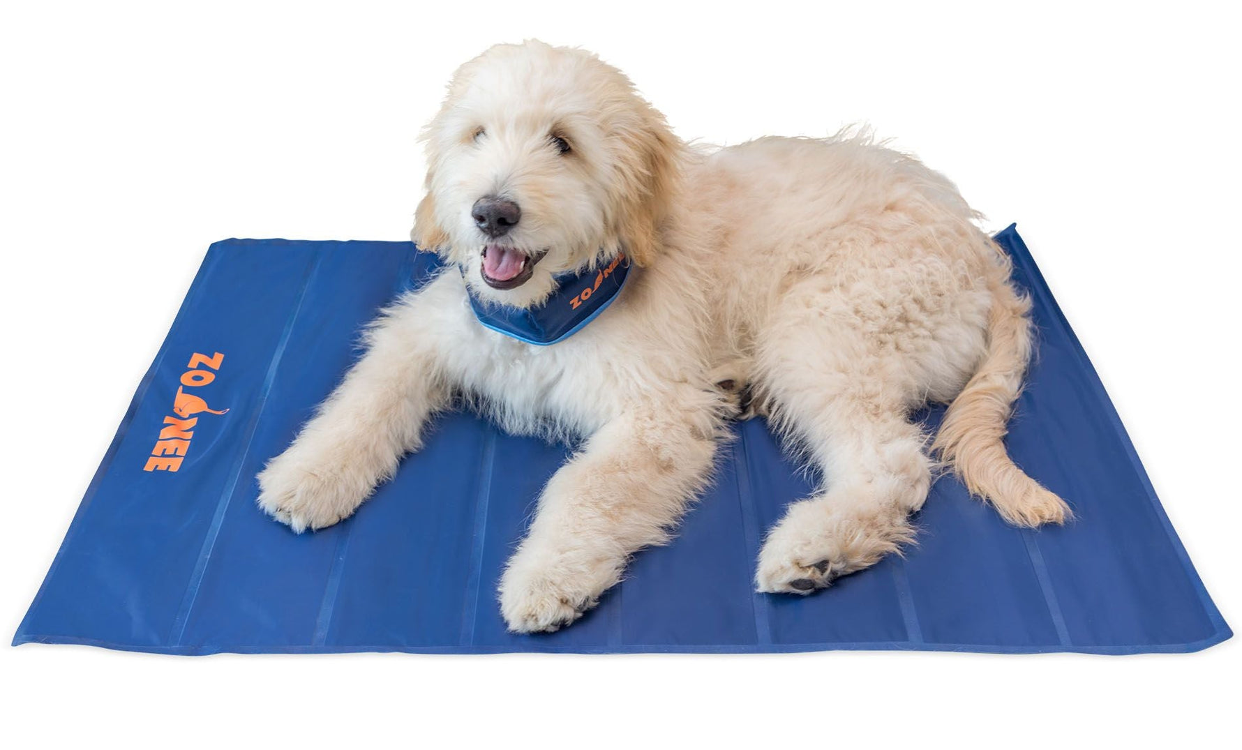 Dog sitting on cooling mat and wearing cooling collar