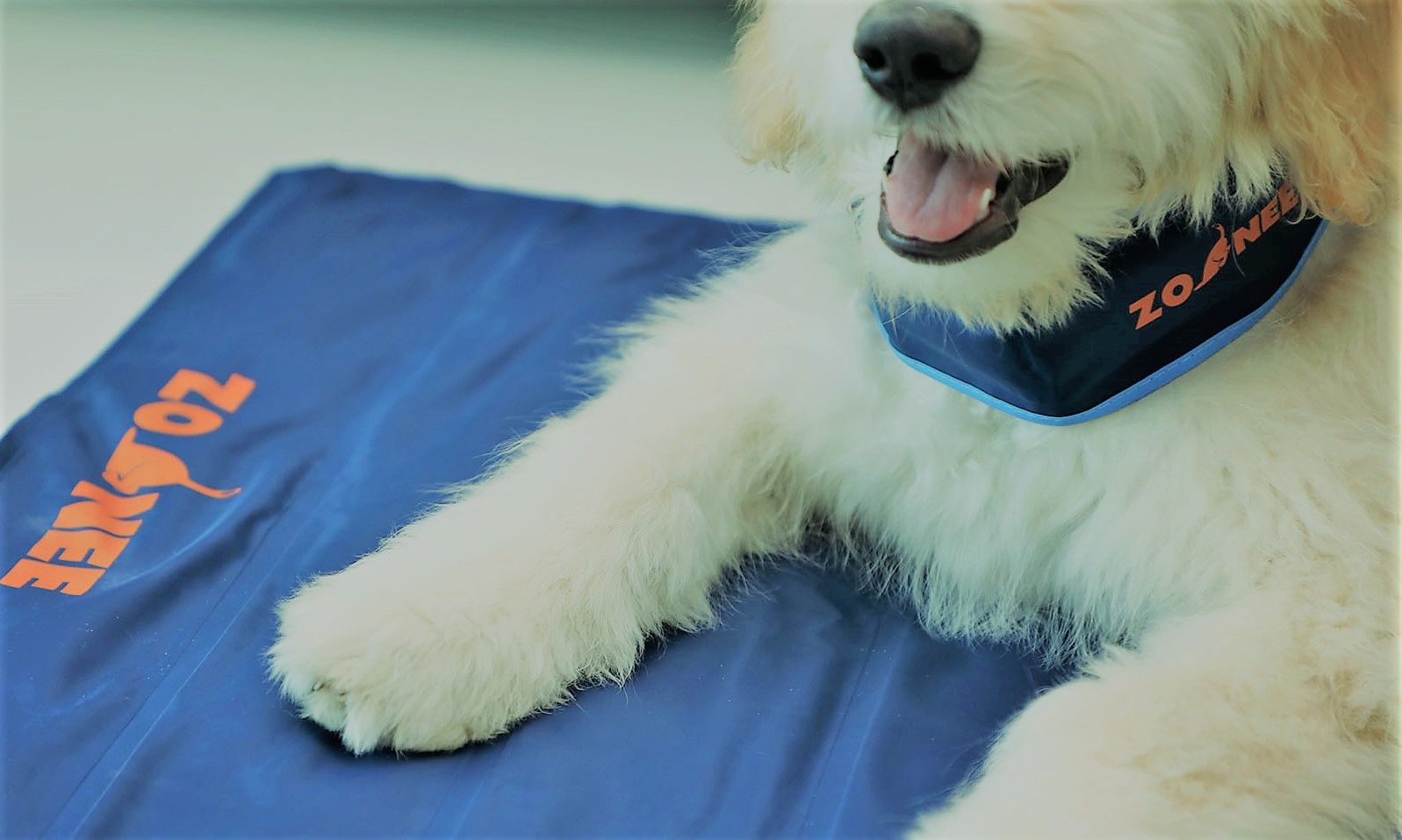 Dog sitting on cooling mat and wearing cooling collar